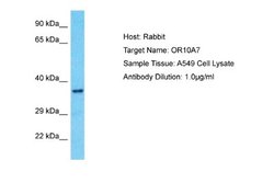 OR10A7 Rabbit anti-Human, Polyclonal, Novus Biologicals 0.1 mL | Buy Online | Novus Biologicals | Fisher Scientific